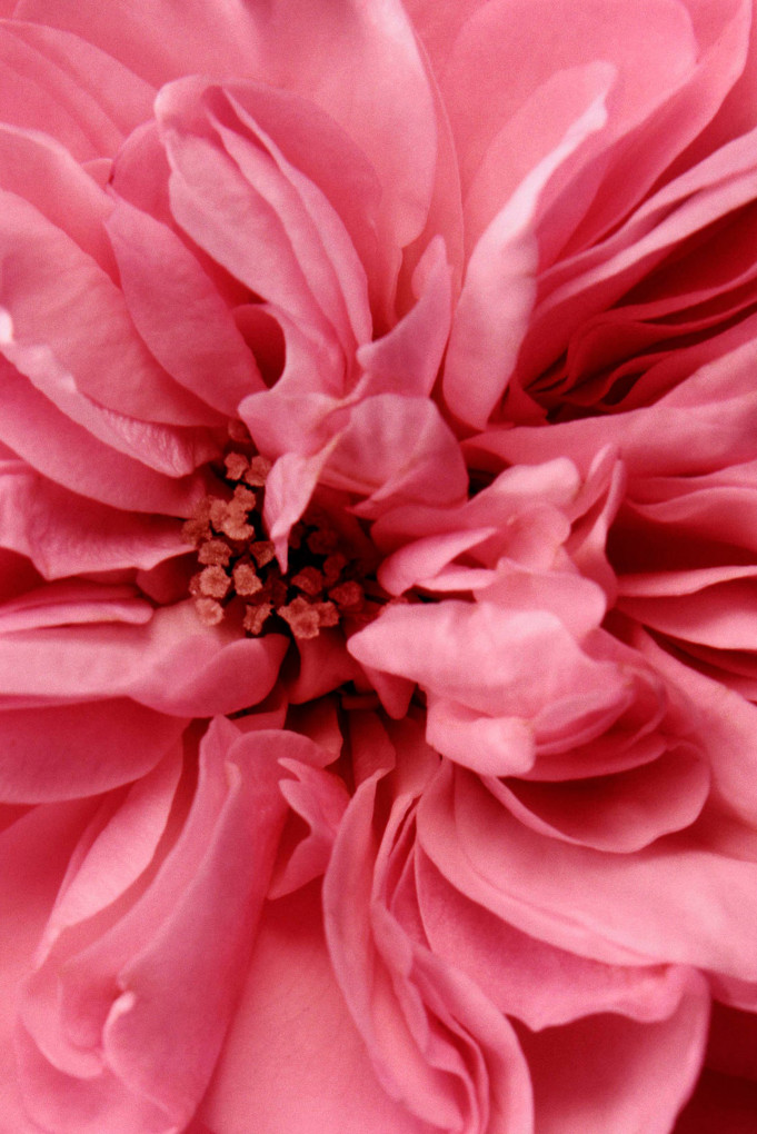 Купити Крем для обличчя зволожуючий Chantecaille 3