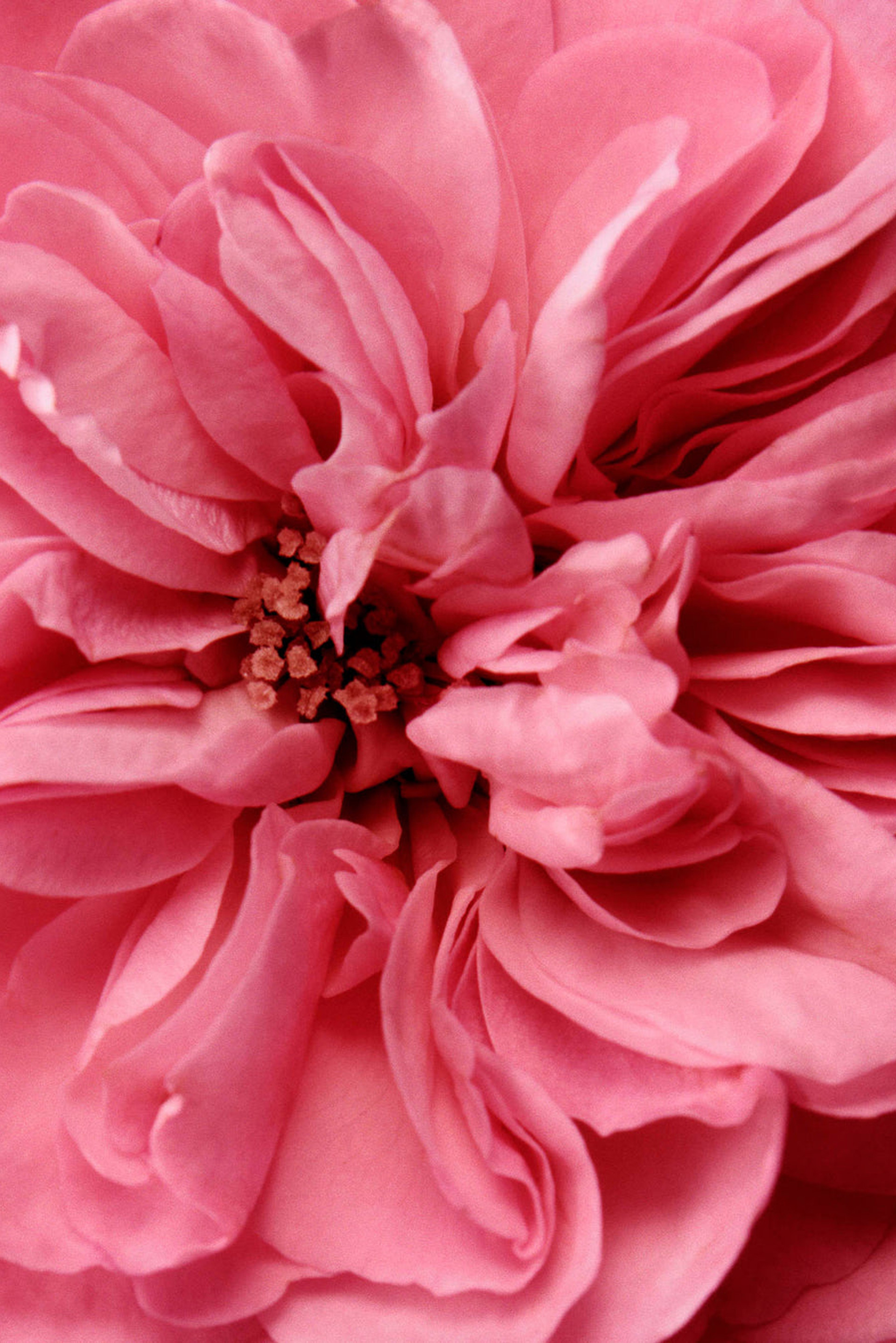 Купити Міцелярна вода для зняття макіяжу з очей Chantecaille 2