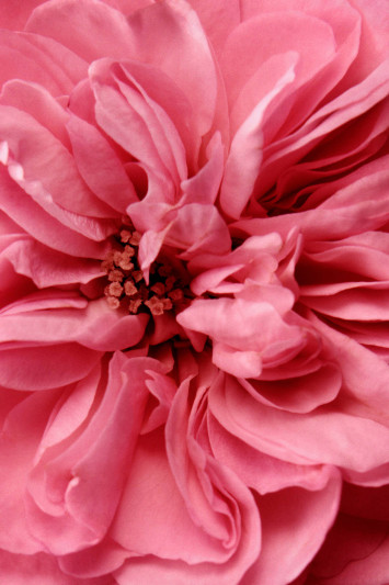 Купити Міцелярна вода для зняття макіяжу з очей Chantecaille